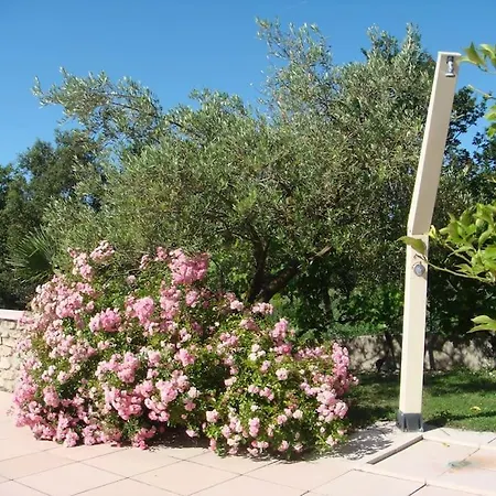 L'olivier